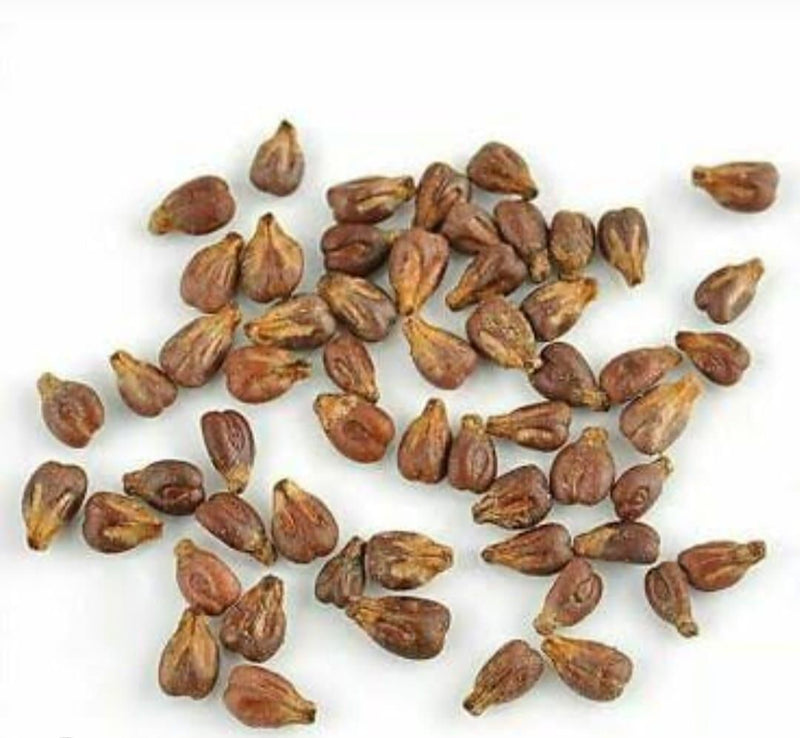 Sweet Sapphire Grape Seeds