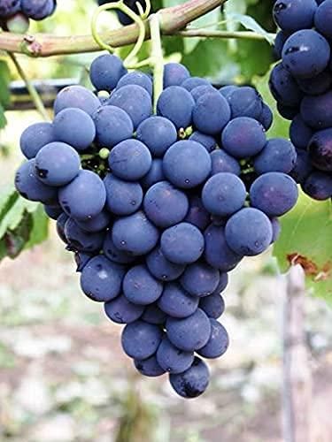 Sweet Sapphire Grape Seeds